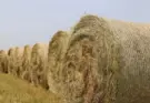Аграрии Благовещенского муниципального округа приступили к заготовке кормов